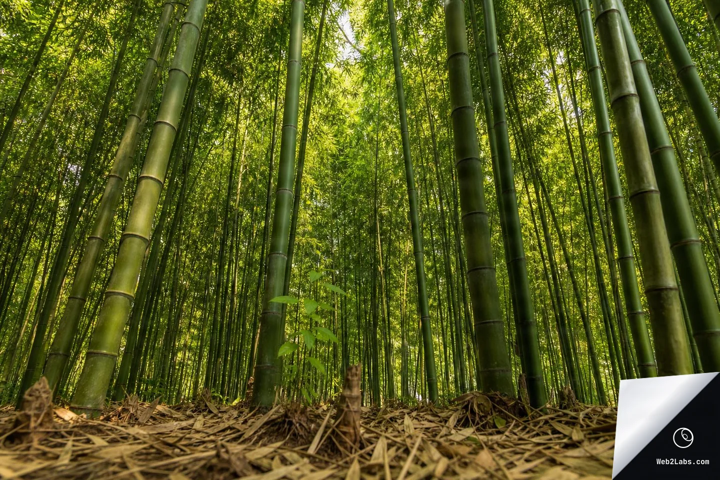 Low-angle landscape photo from the ground looking up through tall bamboo stalks in a dense green grove with sunlight filtering through the leaves.