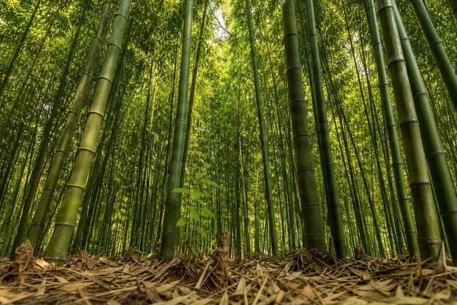 Low-Angle Bamboo Grove Canopy