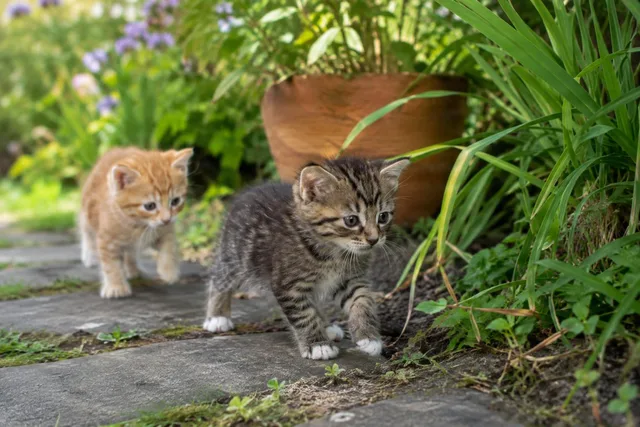 Kittens Exploring Garden Path