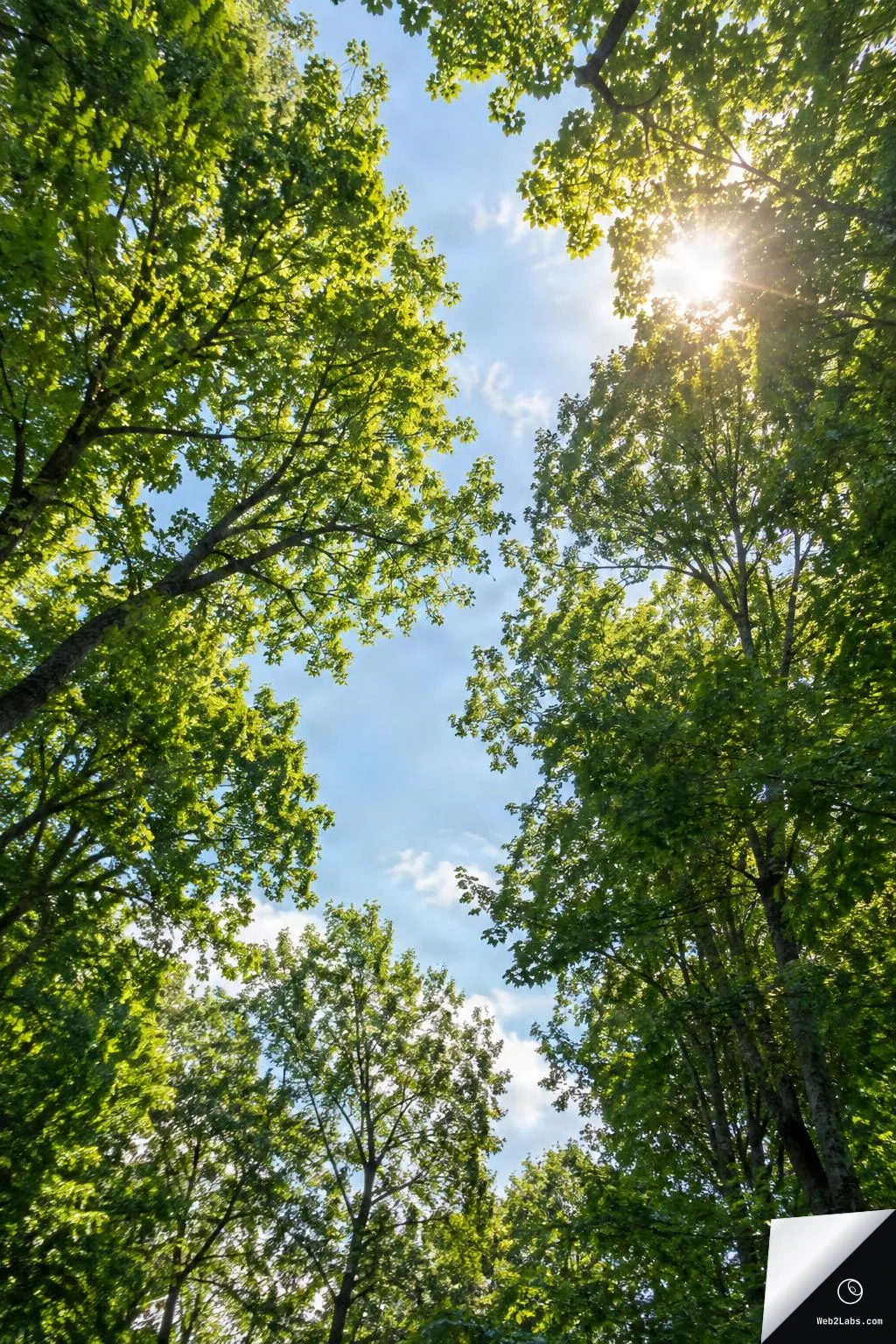 Looking up at tall green deciduous trees forming a canopy around a blue sky, with the sun shining through leaves at the upper right.