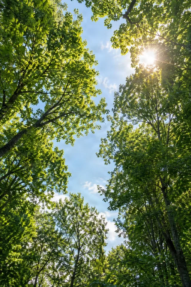 Sunlit Forest Canopy Opening