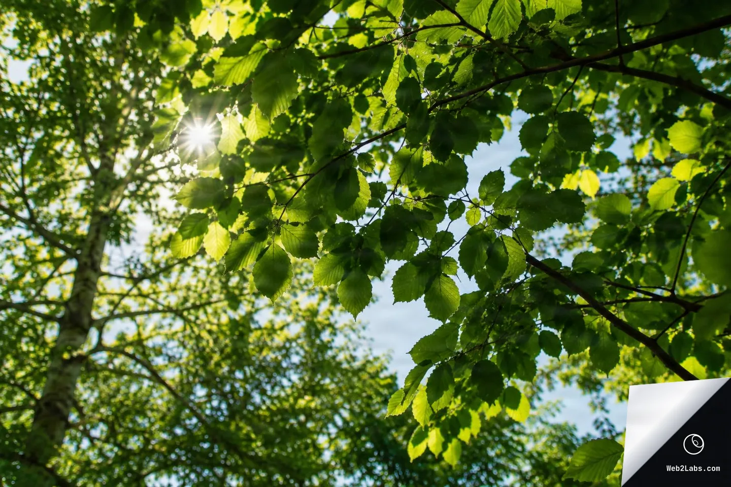 Sunlight shining through green tree canopy leaves and branches against a blue sky, viewed from below.