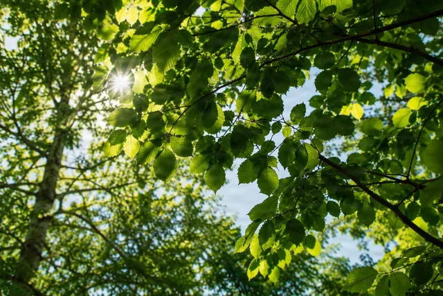Sunlit Green Canopy Leaves