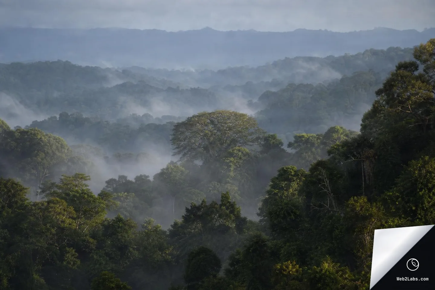 Telephoto landscape of dense rainforest canopy with multiple misty layers and a distant mountain ridge under soft, overcast light.
