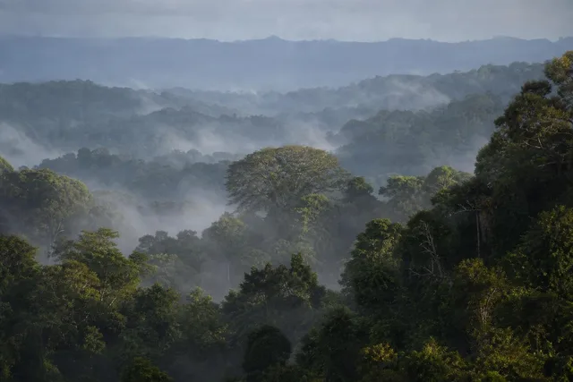 Misty Rainforest Canopy Layers