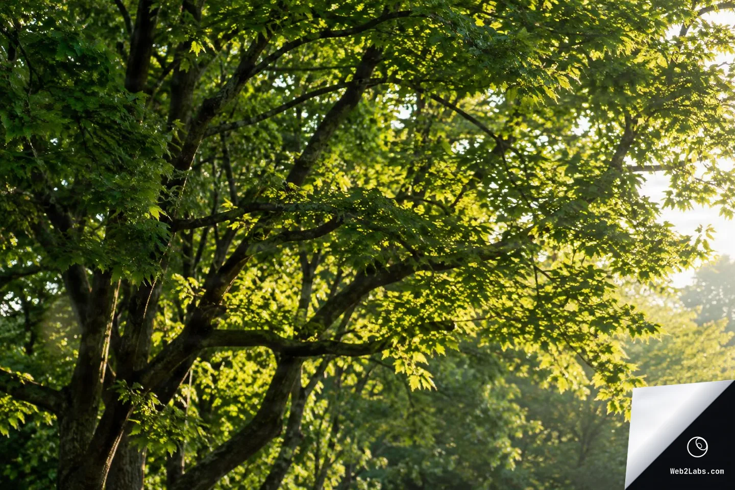 Side-lit green maple tree canopy with sunlight shining through leaves and branches, with a softly blurred forest background.