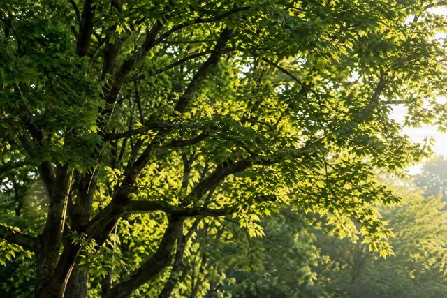 Sunlit Maple Canopy Side Light
