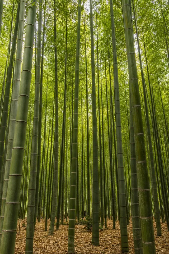 Towering Bamboo Grove Canopy