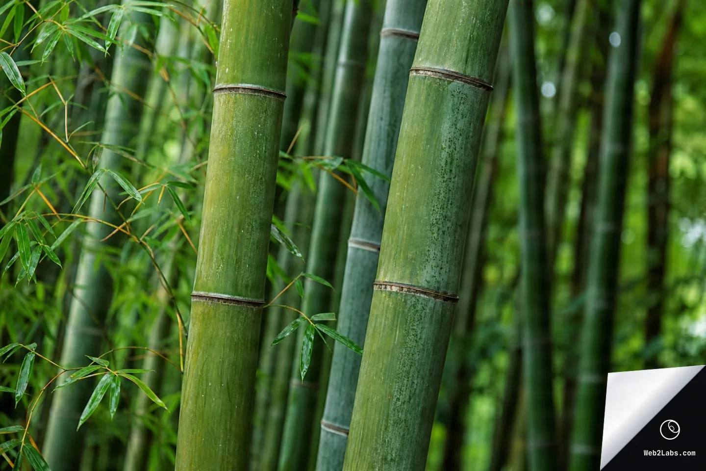 Close-up of green bamboo stalks with segmented nodes and thin leaves in the foreground, with more bamboo softly blurred in the background.