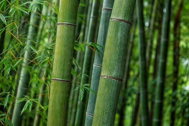 Close-Up Bamboo Stalks in Grove