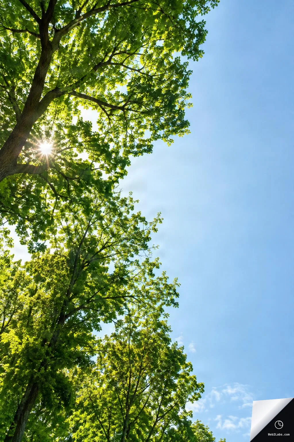 Upward view of sunlit green tree canopies with a starburst sun shining through leaves on the left and a clear blue sky with open space on the right.