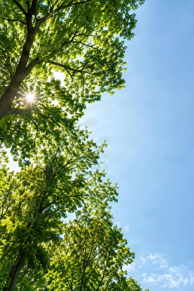 Sunlit Canopy With Copy Space