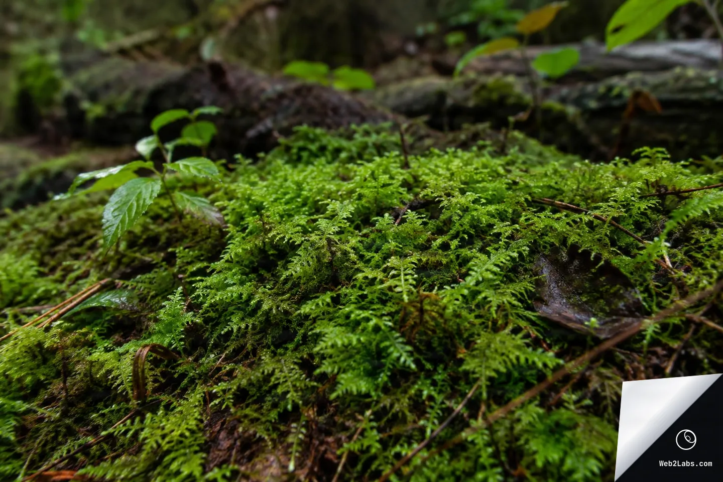 Close-up view of bright green moss with tiny fern-like fronds and a few wet leaves on a forest floor, with a softly blurred background of logs and plants.