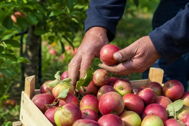 Hands Sorting Apples in Crate
