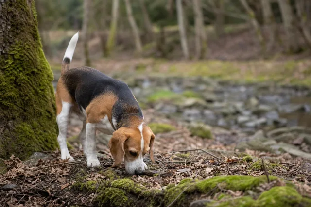 Beagle Exploring Forest Ground