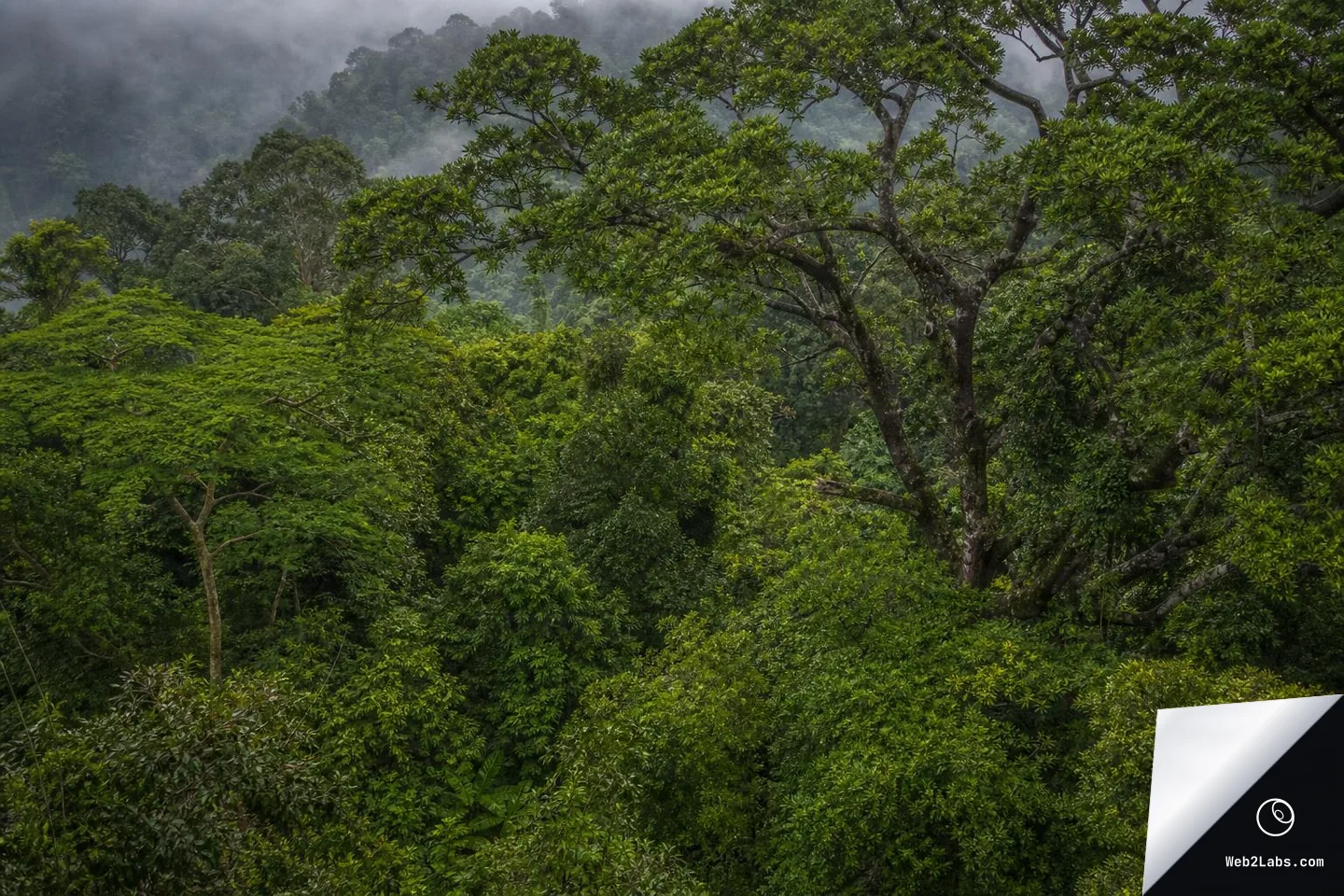 Dense green rainforest canopy with a large tree and spreading branches in the right foreground, with foggy forested hills in the background under an overcast sky.