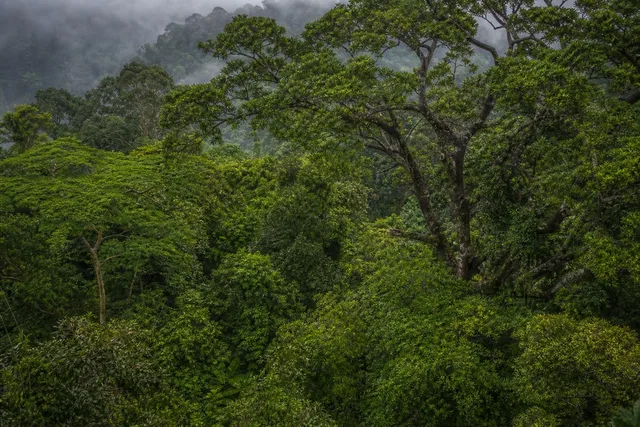 Misty Rainforest Canopy Layers