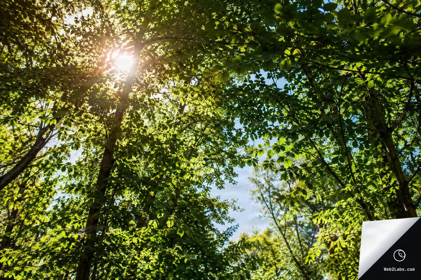 Looking up at green tree canopies in a forest with the sun shining through leaves and branches against patches of blue sky.