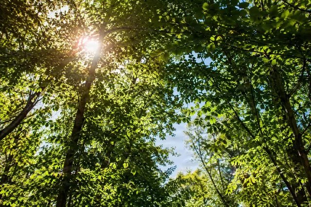 Sunlit Forest Canopy View