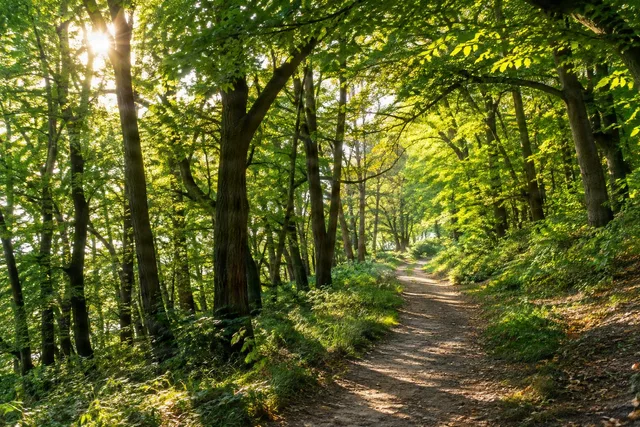 Sunlit Forest Trail Canopy