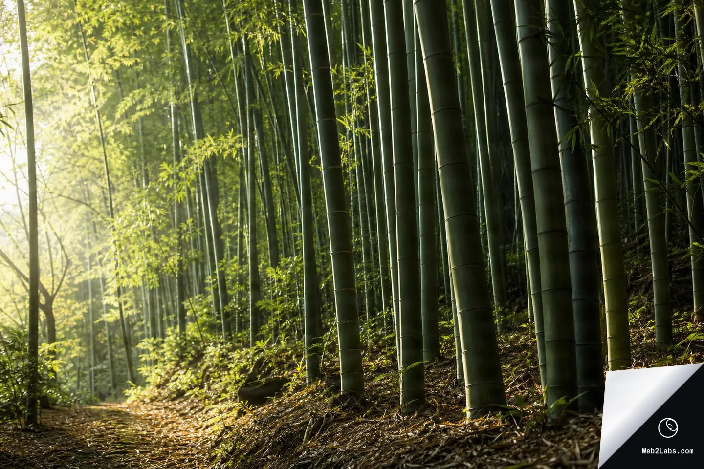 Sunlit bamboo grove with tall green bamboo stalks on the right and a leaf-strewn dirt path on the left, with soft morning light filtering through foliage.