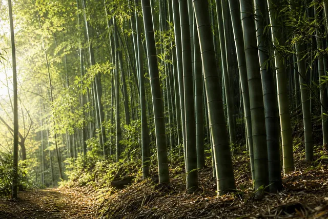 Side-Lit Bamboo Grove Path