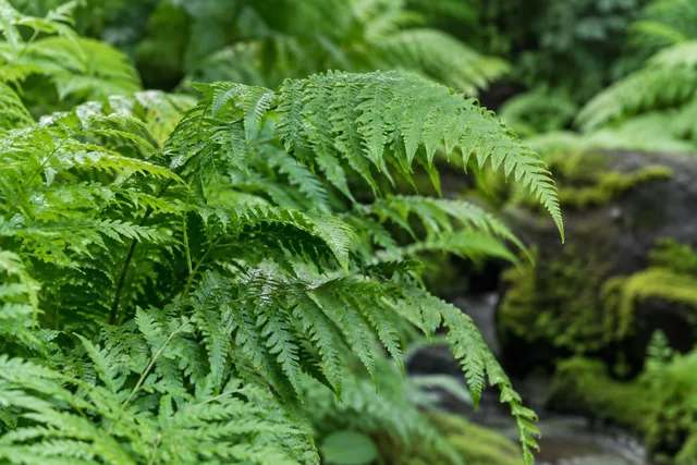 Close-Up Fern Fronds in Garden