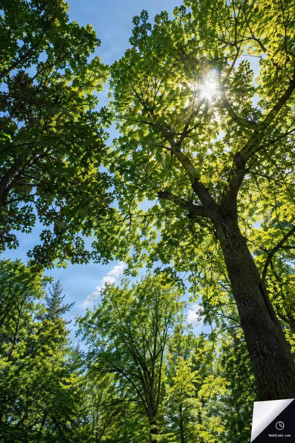 Looking up at tall trees with bright green leaves as sunlight shines through the canopy against a blue sky.