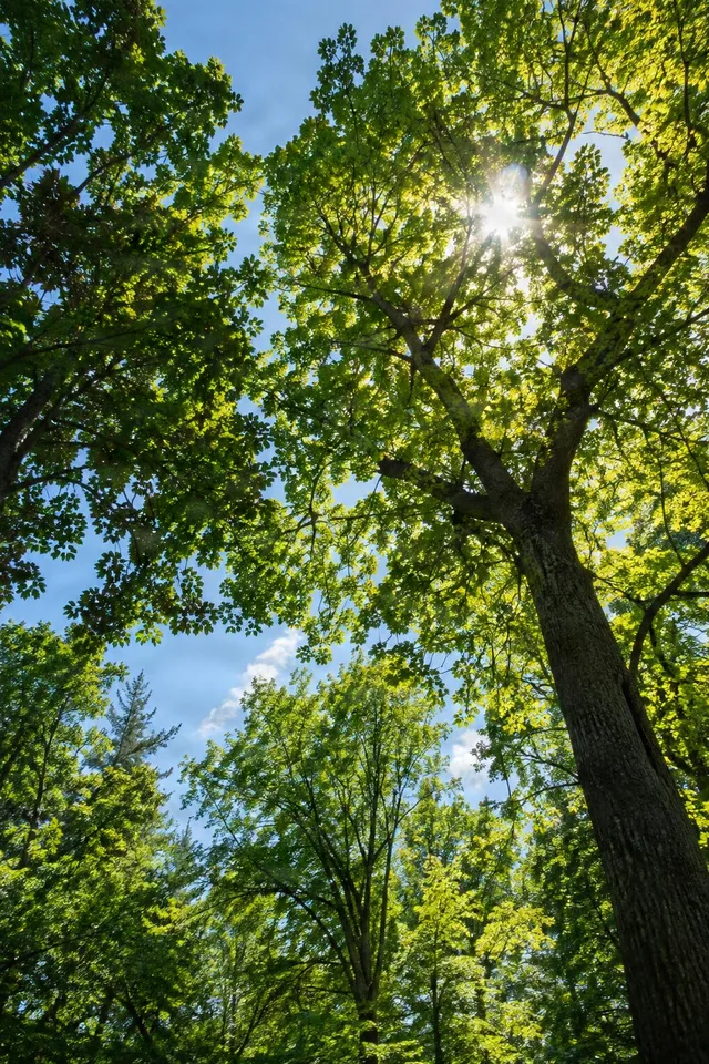 Sunlit Forest Canopy View