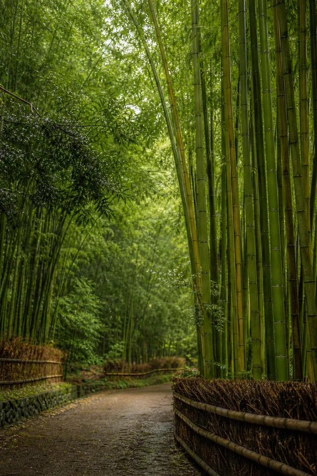 Quiet Bamboo Grove Path