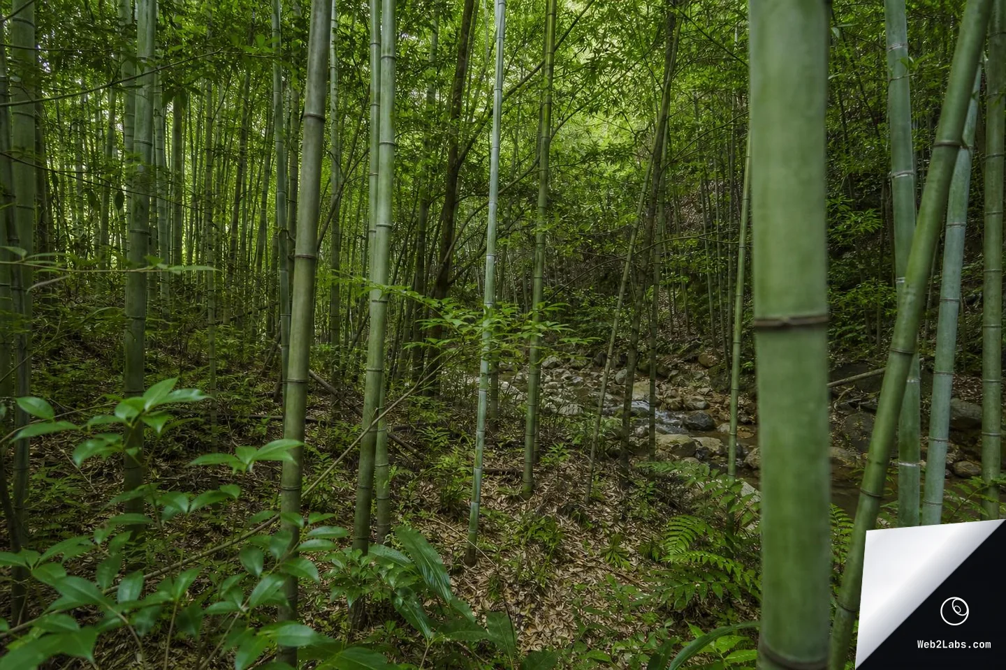 Dense bamboo grove with tall green bamboo stalks and leafy understory surrounding a shallow rocky stream, photographed horizontally in natural light.