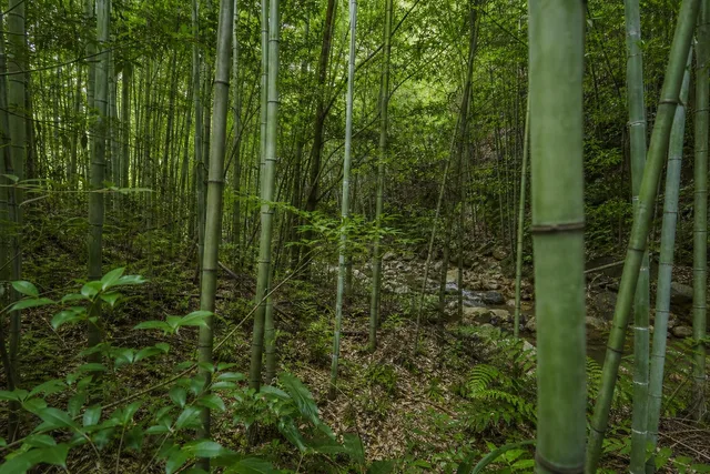 Bamboo Grove With Rocky Stream
