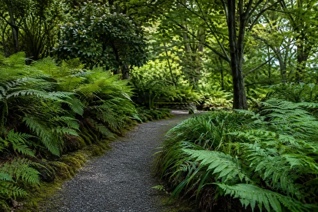 Fern-Lined Garden Pathway