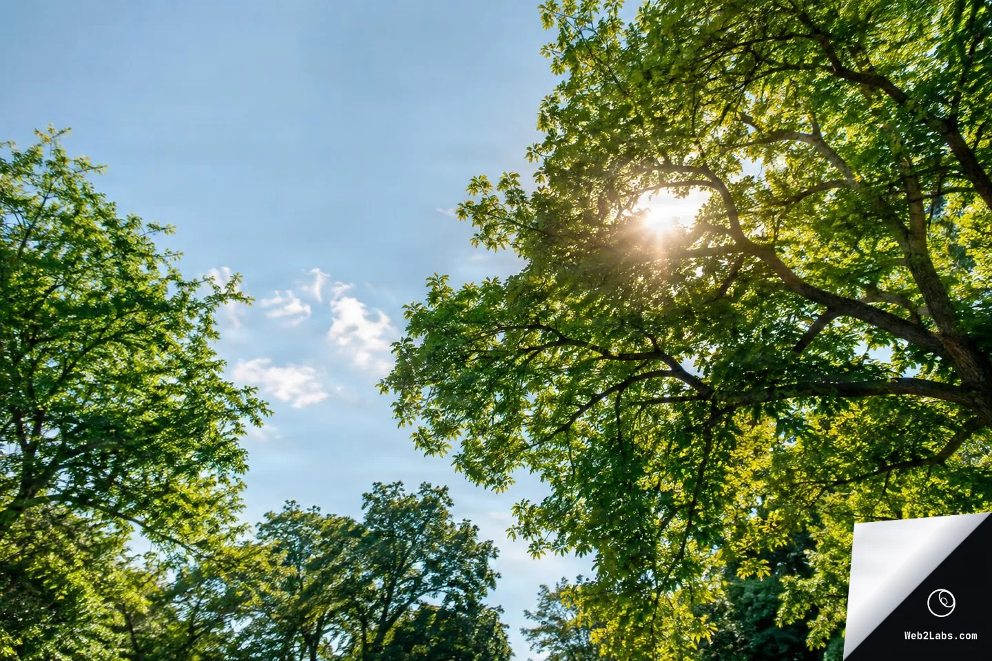 Sunlight shining through green tree branches and leaves against a blue sky with a few soft clouds.