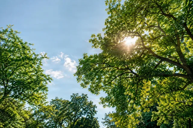 Sunburst Through Green Canopy