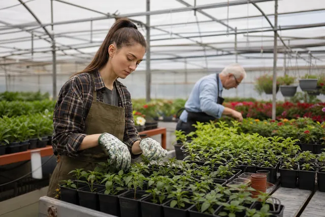 Gardeners Potting Seedlings in Greenhouse