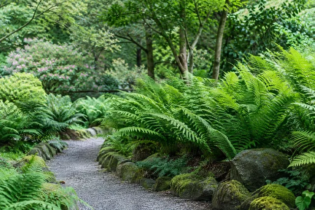 Fern-Lined Garden Path