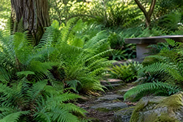 Fern Garden Pathway Detail