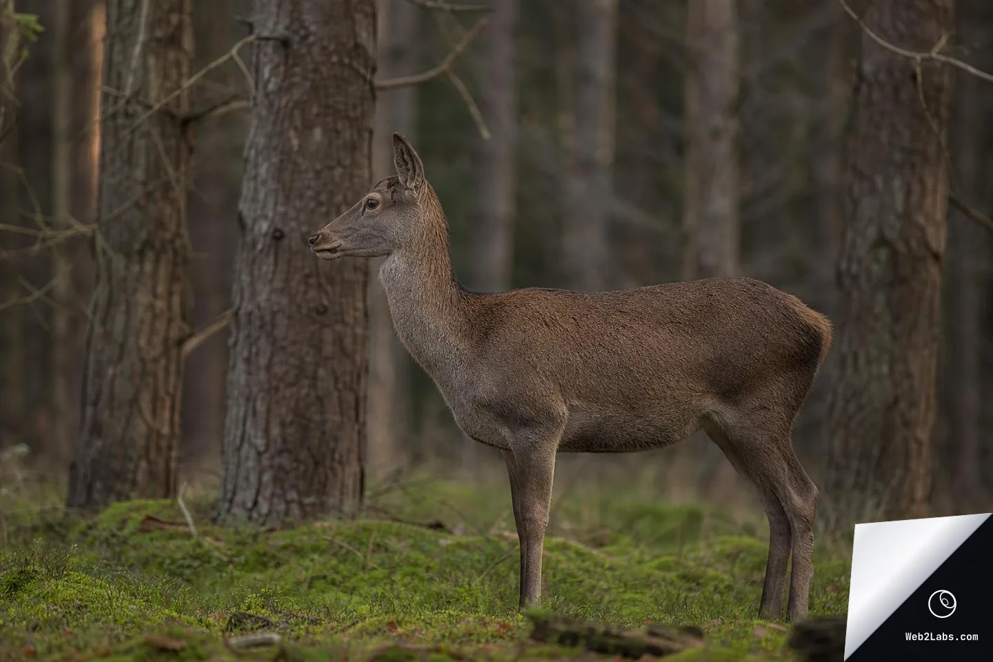 Side profile of a brown deer standing on mossy ground in a forest, with blurred tree trunks in the background.