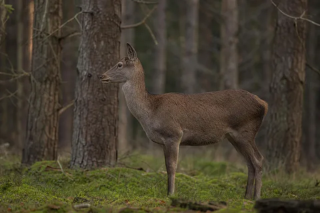 Doe Side Profile in Woodland