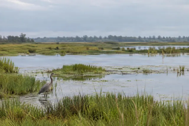 Heron in Quiet Marshland
