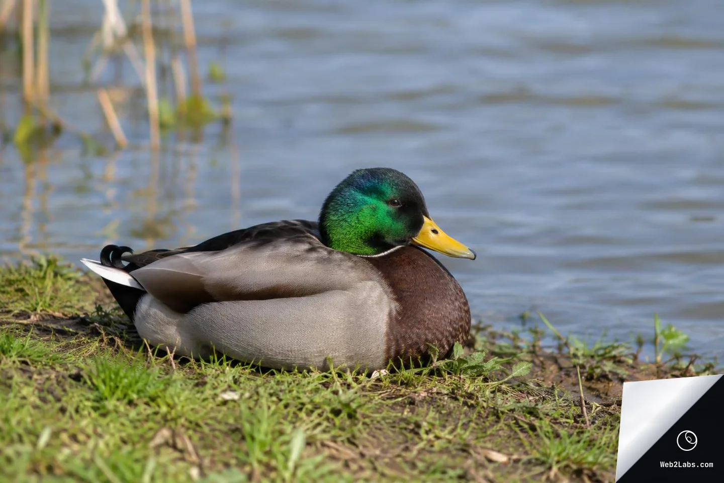 Male mallard duck lying on a grassy muddy bank next to a lake, with rippled water in the background.