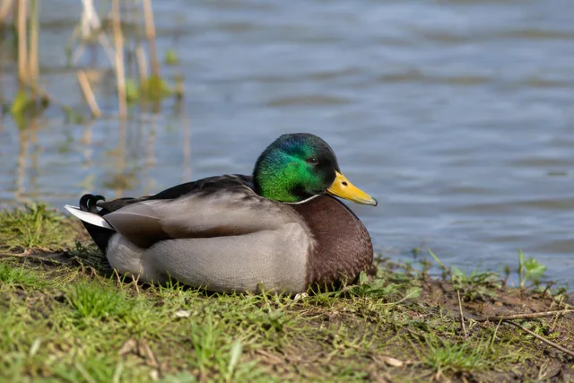 Mallard Duck Resting Shoreline